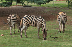 Get cheapest airfares to burchells zebra feed in Johannesburg zoo