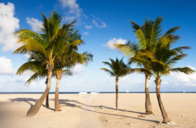 Find low fare tickets to tropical beach palm trees in Fort Lauderdale