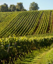 Mornington Peninsula, Australia – Stunning Victorian wine region