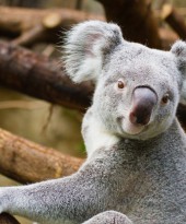 Why Australia is perfect for animal lovers