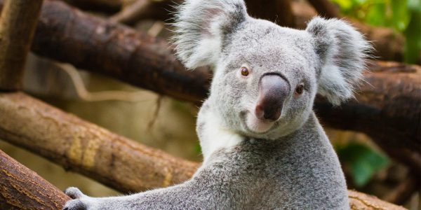 Why Australia is perfect for animal lovers