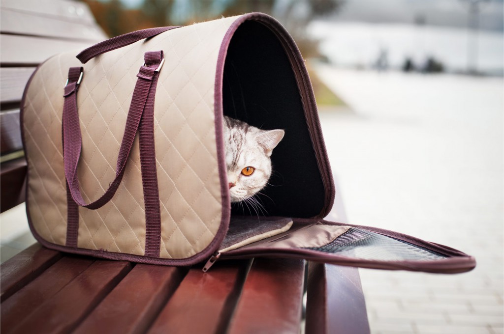 Pet-travel @ FareBuzz