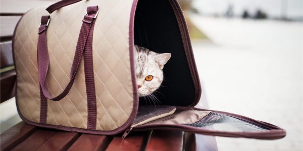 Low Fares and Tips on Pet Travel