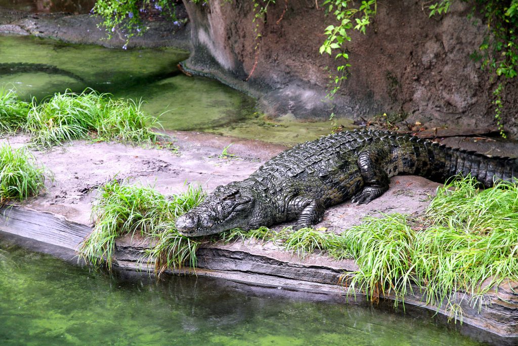 Gatorland Fare Buzz