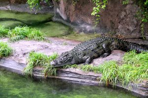 Gatorland Fare Buzz