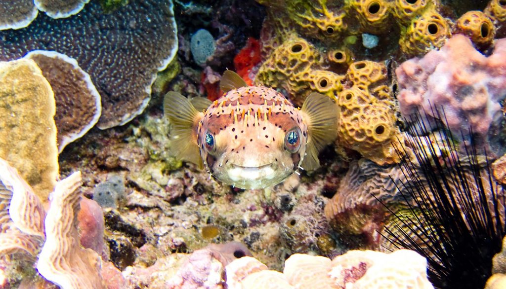 Cozumel diving