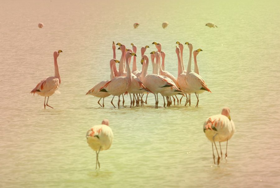 Andean Flamingos