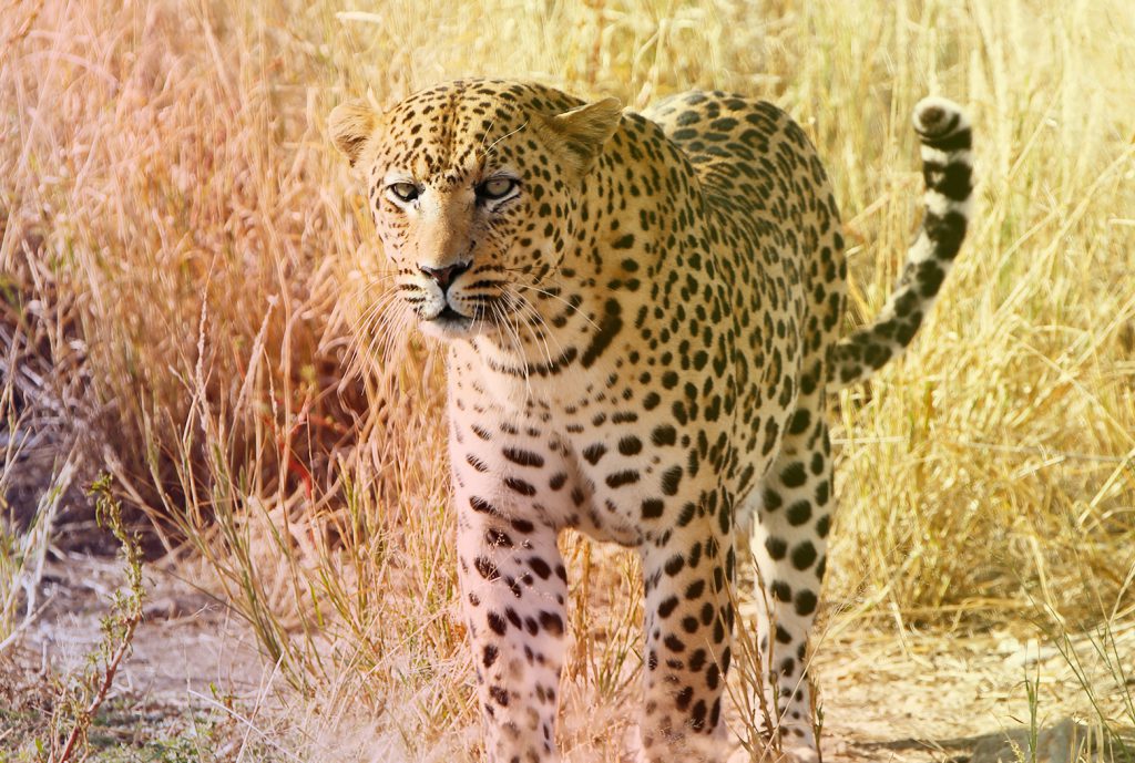 Cheetah Namibia