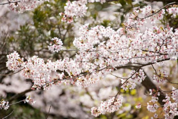 Japan Flower