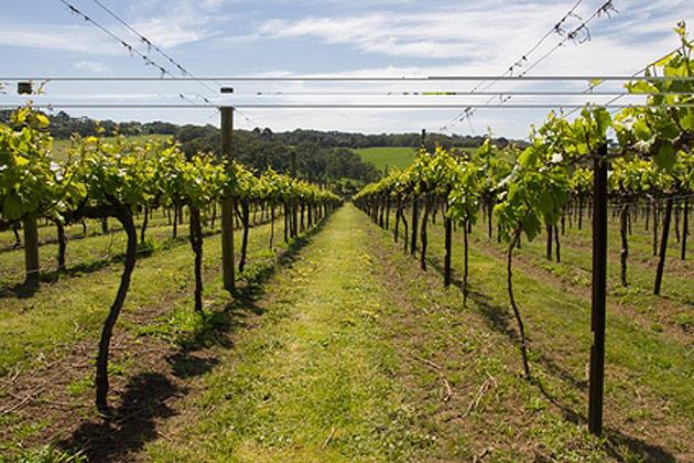 Enjoy Australia's Stunning Victorian wine Through Fare Buzz