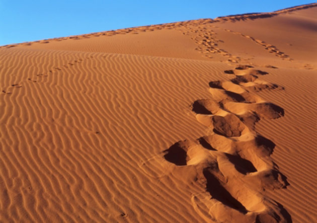 Desert Safari With Fare Buzz